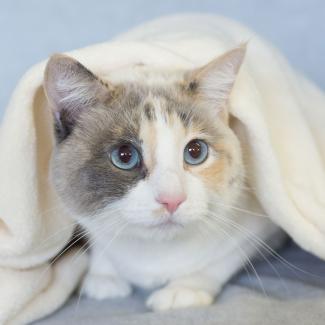 File:239968-325x325-Dilute-Calico-Cat.jpg