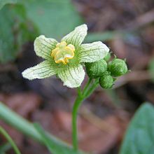 File:220px-White bryony male close 800.jpg