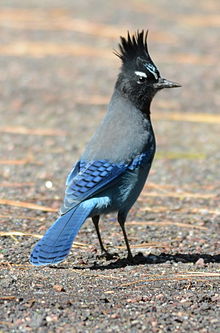 File:220px-Steller's Jay flagstaff arizona.jpg