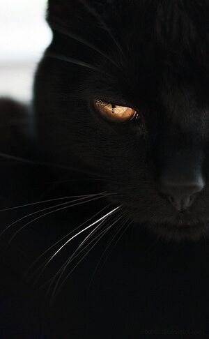 45633-Black-Cat-Gold-Eyes.jpg