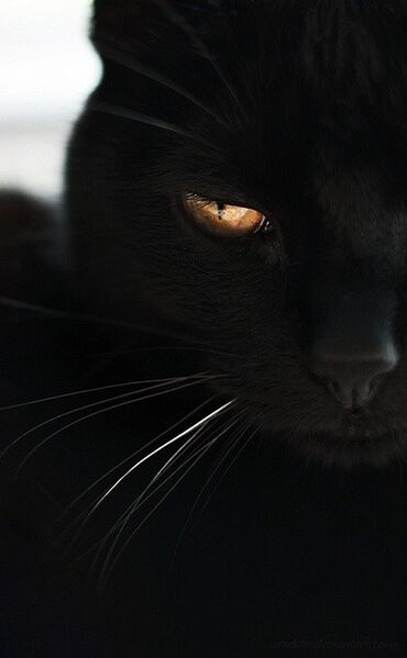 File:45633-Black-Cat-Gold-Eyes.jpg