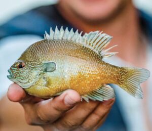 68a0bd27ab62d8ffc9cf66747b585339 XL.jpg