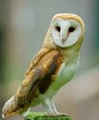 A Barn Owl (Tyto Alba)