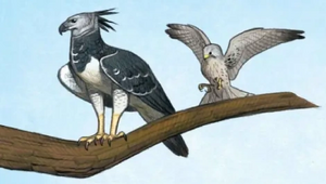 Birds A Guide to the Dragon World Joy Ang.png