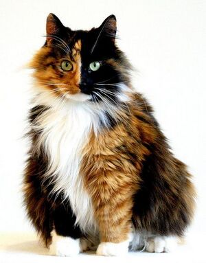 5e33eb6ece3d1e3a55fa2e0c0bfef5b1--calico-cats-maine-coon.jpg