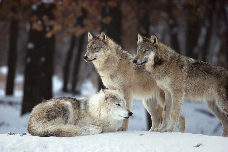 File:Wolfy's Friend.jpg