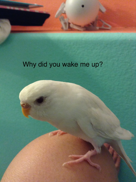 File:Angry Coconut.jpg