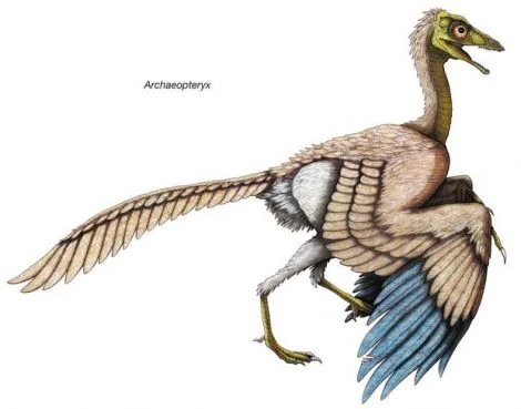 File:Archeopteryx,dinosaurs,flying reptiles,feathered dinosaurs,Jurassic,birds,omnivores-041.jpg