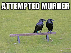 Attempted Murder Crows.jpg