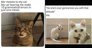 Funny-cat-memesgbgb.jpg
