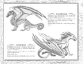 The RainWing and IceWing page from Moon Rising to Darkness of Dragons.