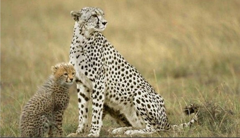 File:Albino cheetah.png