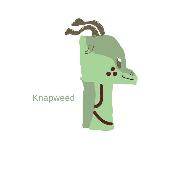 File:Knapweed.png