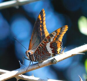 44183956834 c368e69f23 b.jpg