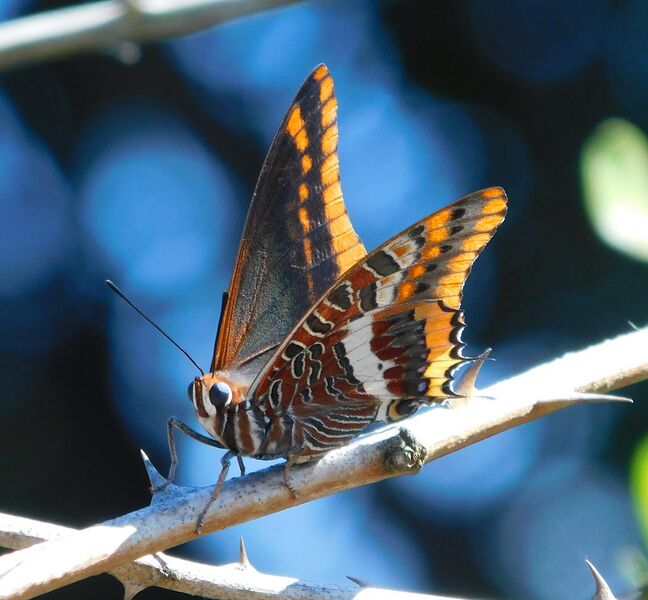 File:44183956834 c368e69f23 b.jpg