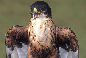 Aquila minore pettocastano.jpg