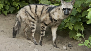 Aardwolf3.jpeg