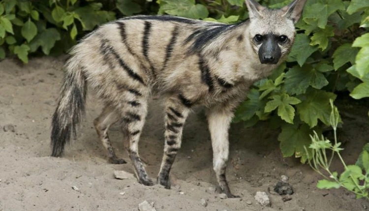 File:Aardwolf3.jpeg