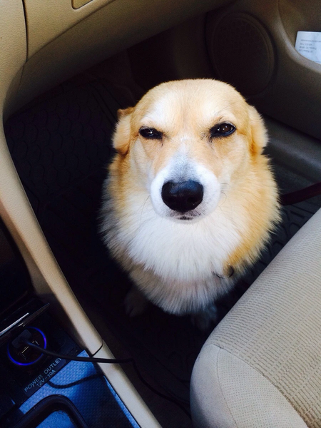 File:Corgi meme.jpg