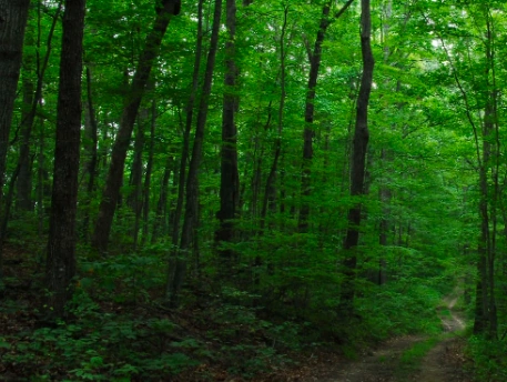 File:屏幕快照 2020-03-26 下午12.45.01.png