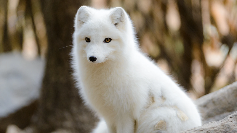 File:Arctic-fox-1.jpg