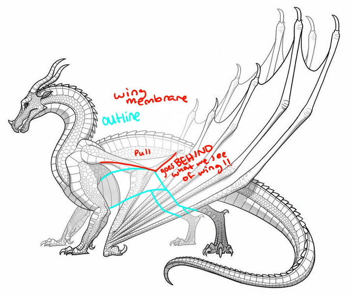 File:Wing membrane explanation.png