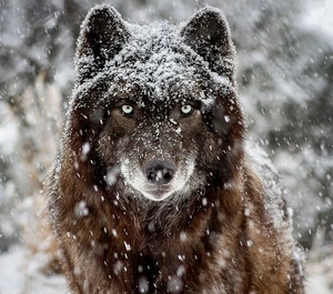 Wolf in snow.jpg