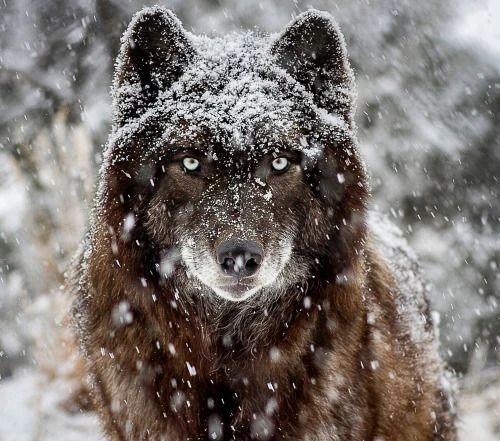 File:Wolf in snow.jpg