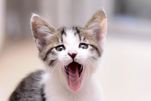 Yowling Happy Meow Kitten.jpg