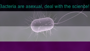 AsexualBacteria.png
