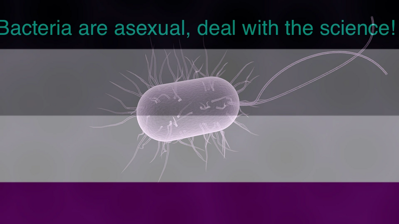 File:AsexualBacteria.png