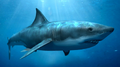 A picture of megalodon, the 60ft, whale eating shark!