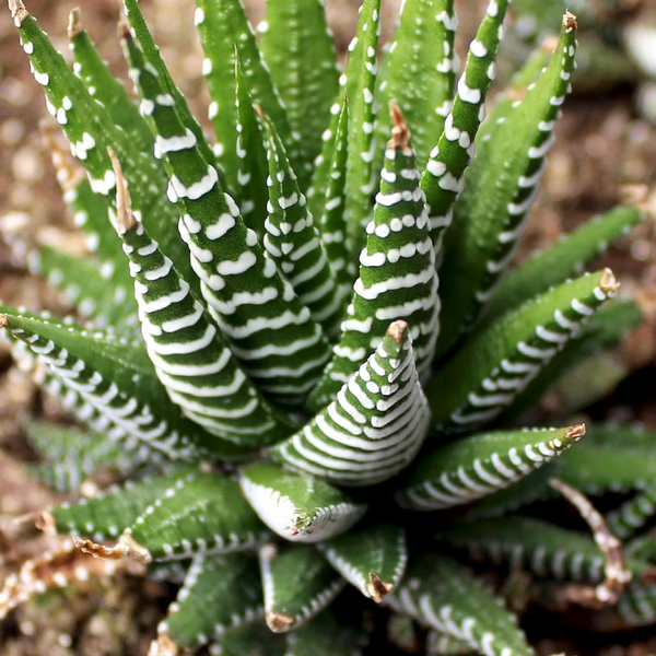 File:Zebra aloe.jpg
