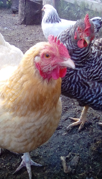 File:Chicken babies.jpg