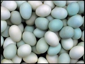 A blue eg image I found.jpeg