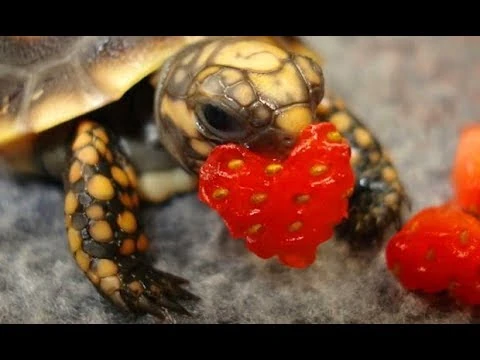 File:Turtleeating.jpg