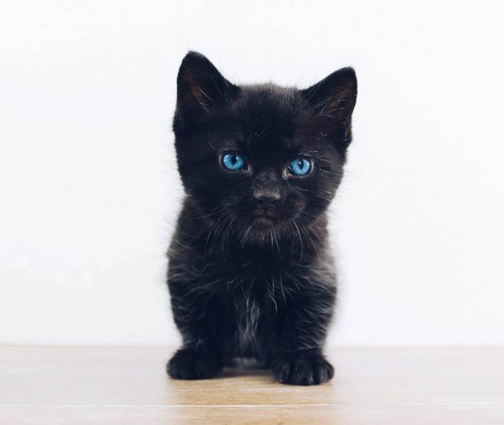 File:Adorable-black-kitten.jpg