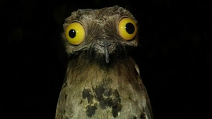 Great potoo.jpg