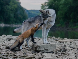 A Fox And The Wolf.jpg
