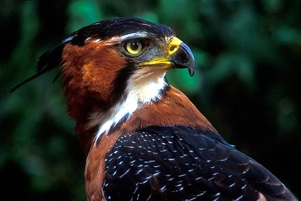 File:Aquila ornata.jpg