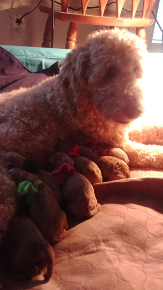 File:Alphawolf8091 PuppyPic1.jpg