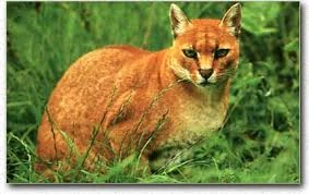 File:African Golden Cat.jpeg