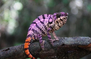 Comet Chameleon Contest Inspo 1.png