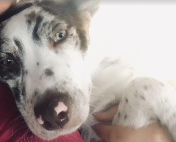 File:Arla my doggy.png