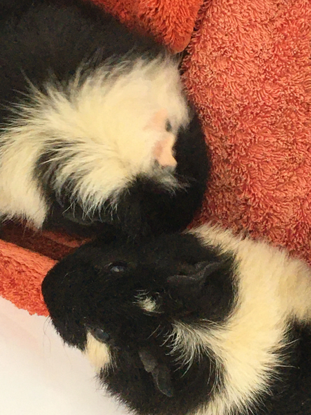 File:Xavey and simon.jpg