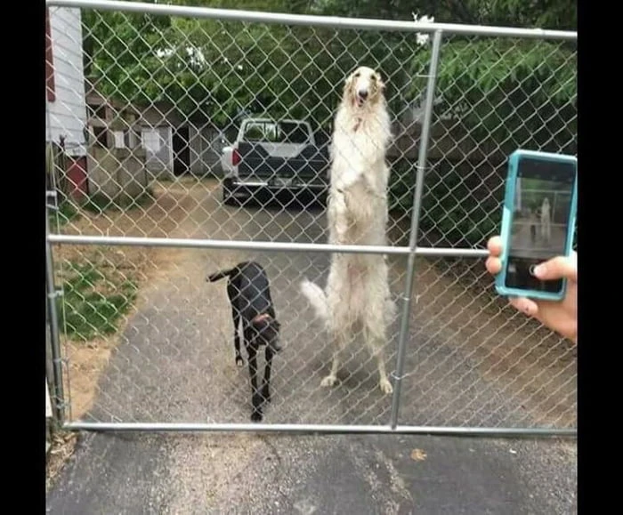 File:AZmOe6W 700b.jpg