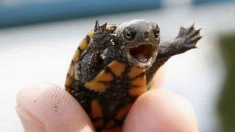 File:CuteTurtle.jpg