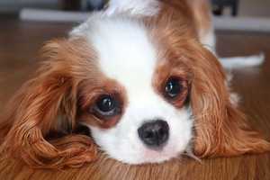Louie-the-cav-3.jpg