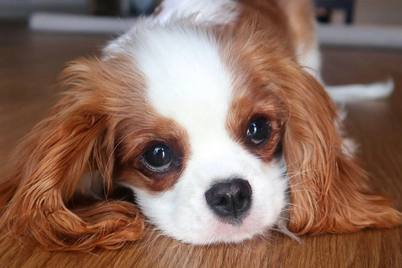 File:Louie-the-cav-3.jpg
