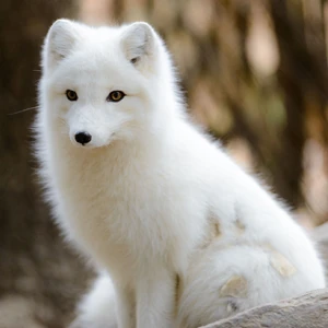 File:Article-4-arctic-fox.jpg